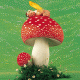 Butterfly on the mushroom